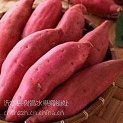 一张订单连通南北！这里地瓜苗变增收“金种苗”